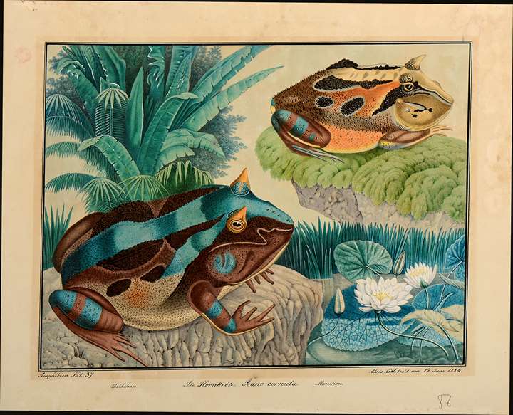 Two Amazonian Horned Frogs (Ceratophrys cornuta)